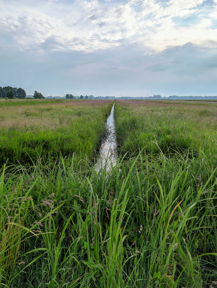 Peaceful rural landscape featuring grass fields and a central water ditch under a cloudy sky.